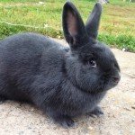 Огляд породи віденський блакитний кролик: особливості зовнішнього вигляду і разведенияОбзор породи віденський блакитний кролик: особливості зовнішнього вигляду і розведення