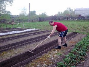 Як зробити вузькі грядки з Митлайдеру своїми руками (фото і відео інструкція)?