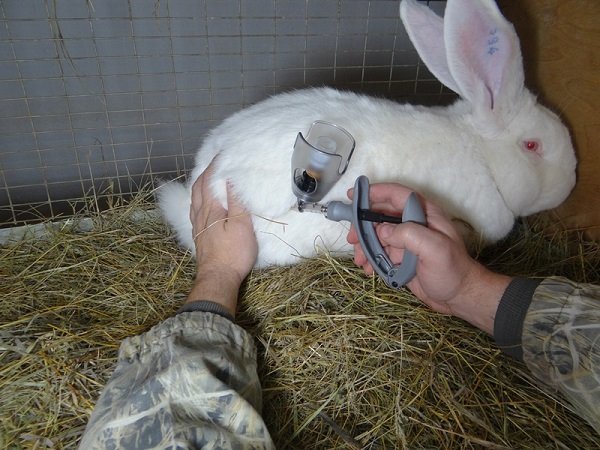 Все про щеплення і правильної вакцинації кроликів