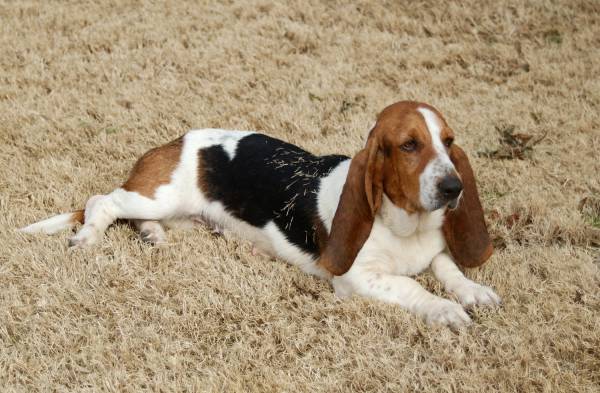 Міозит у собак: класифікація, причини виникнення і методи лікування