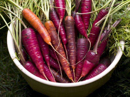 Кращі сорти моркви для відкритого ґрунту