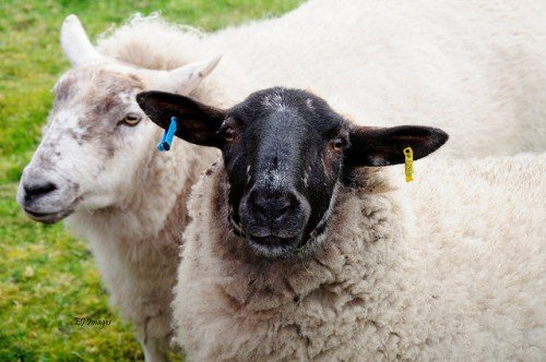 Годівля овець в домашніх умовах: норми, що їдять влітку і взимку