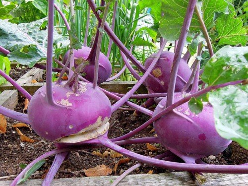 Капуста Кольрабі: вирощування з насіння, догляд, зберігання