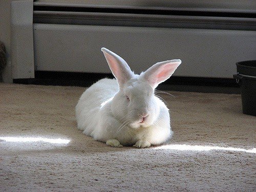 Хвороби очей у кроликів: чому гниють і злипаються