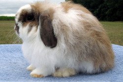 Скільки живуть декоративні карликові кролики?