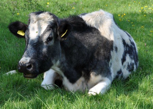 Ендометрит у корів: симптоми, лікування, профілактика, причини