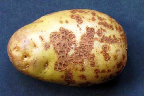 Картопля жуковський ранній: характеристика сорту