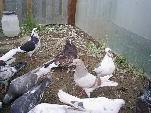 Зміст голубів в домашніх умовах: догляд, правила