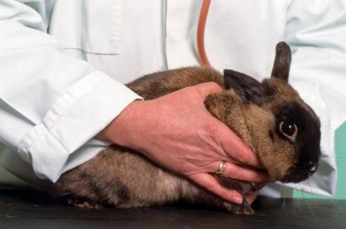 Здуття живота у кроликів: причини і лікування хвороби