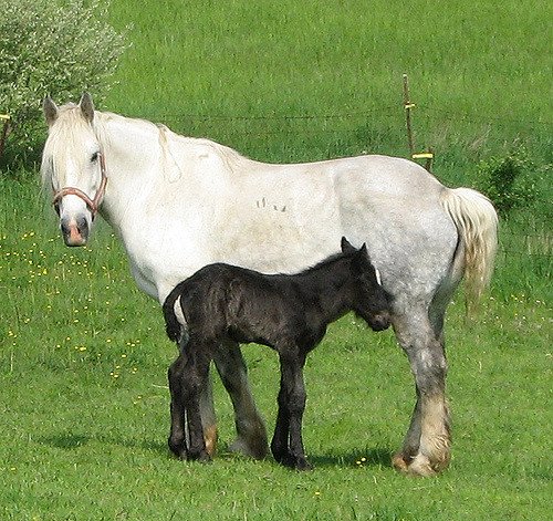Порода коней Першерон: опис, зміст, догляд