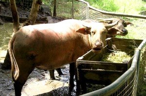 Симптоми і лікування атонії передшлунків у корови