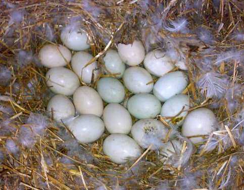 Інкубація яєць індокачок в домашніх умовах: терміни,температура
