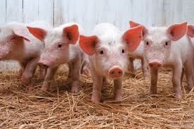 Розведення свиней в домашніх умовах, злучка, догляд при вагітності, пологи.