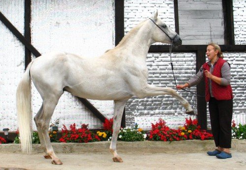 Як навчити коня іспанському кроці: інструкція дресирування