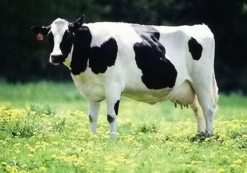 Холмогорская порода корів: характеристика, фото