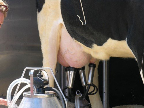 Скільки корова дає молока: у добу після отелення