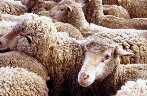 Ценуроз овець: лікування, профілактика, симптоми хвороби