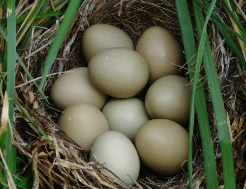 Скільки днів висиджують яйця фазани, коли починають