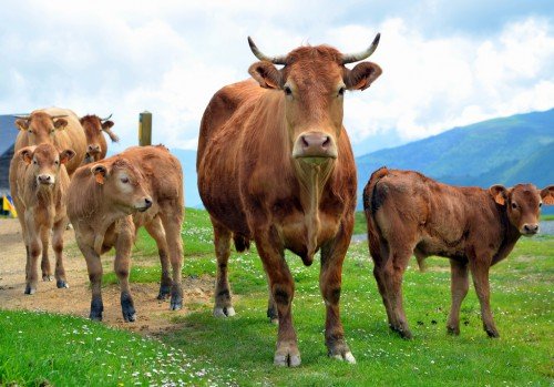 Годування лактуючих корів у домашніх умовах: раціон корми