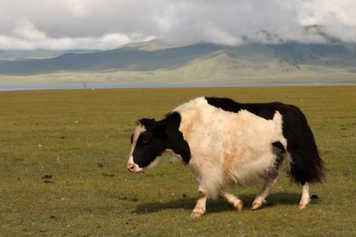 Опис, назви гібридів яка і корови,бізона і корови