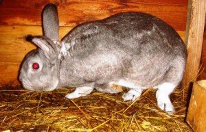 Які хвороби кроликів небезпечні для людини?