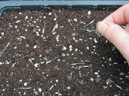 Чорнобривці: вирощування з насіння