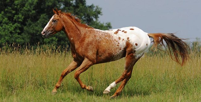 Особливості та історія породи коней аппалуза