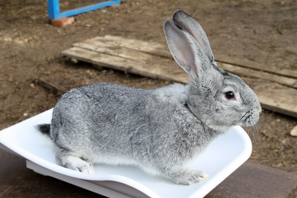 Кролики мясних порід: огляд найбільш популярних