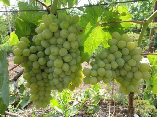 Виноград захват мускатний: опис сорту, фото