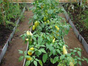 Перці в теплиці з полікарбонату — вирощування рослин в поликарбонатном парнику
