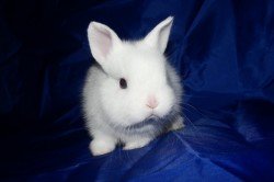 Особливості розведення кролика гермелина