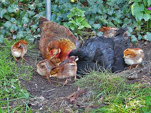 Догляд та вирощування курчат в домашніх умовах