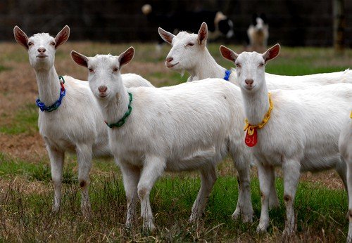 ЗааненскЗааненские кози: опис породи, скільки дає молокаие кози: опис породи, скільки дає молока