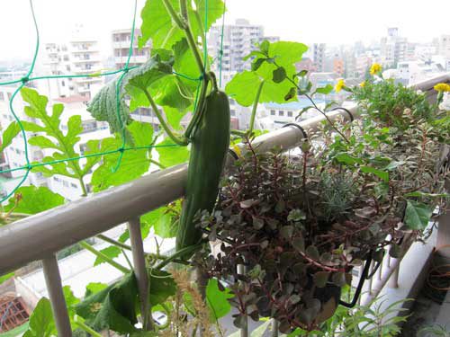 Вирощування огірків на балконі: догляд, посадка, прищипування