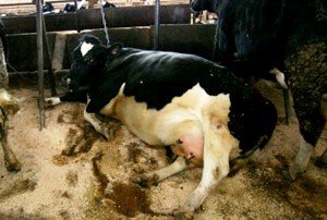 Випадання матки у корови: причини, лікування хвороби