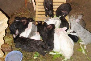 Плюси і мінуси розведення кроликів в ямах