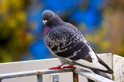 Як позбутися від голубів на балконі: поради