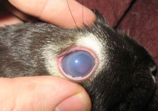 Огляд хвороб очей у кроликів і їх лікування