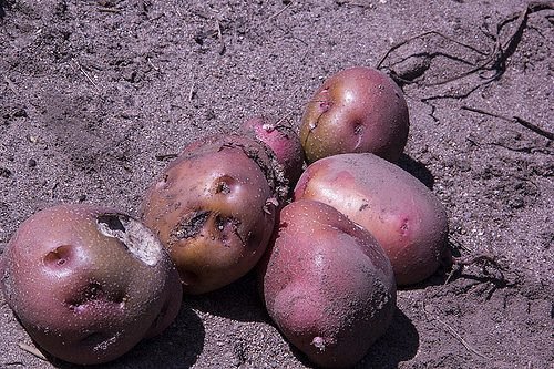 Парша на картоплі: як боротися, лікування, заходи боротьби