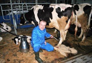 Догляд та годування корови після отелення