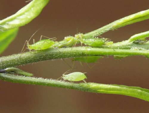 Шкідники листя огірків (тля): обробка та боротьба з ними