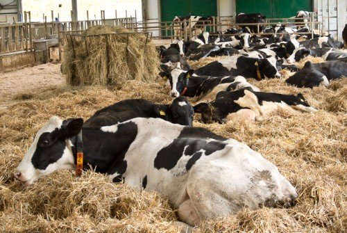 У корови мастит: чим лікувати, антибіотики, препарати, мазь