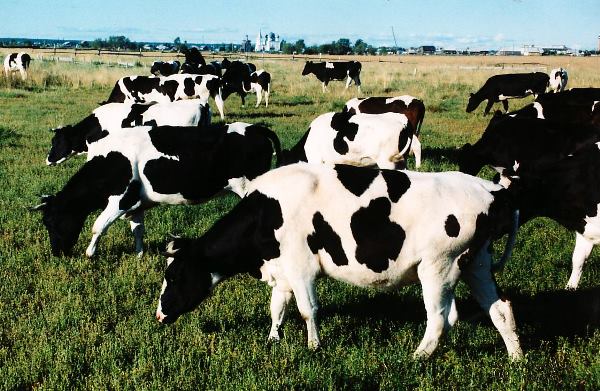 Холмогорская порода корів: особливості і продуктивність