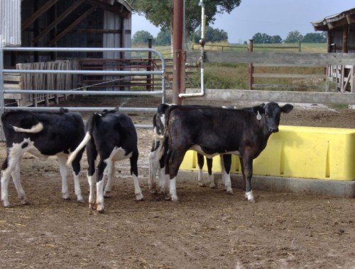 Лейкоз молока корови небезпечний для людини: лікування, профілактика