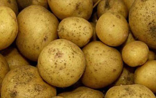 Картопля удача: опис сорту, характеристика, термін дозрівання