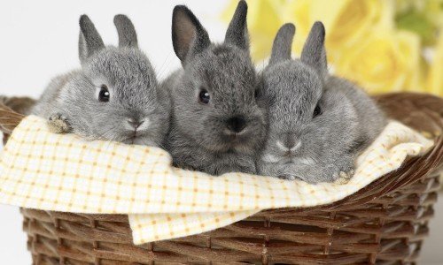 Все про вухатих: скільки живуть декоративні кролики і як правильно за ними доглядати?