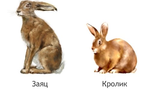 Що спільного і чим відрізняється кролик від зайця