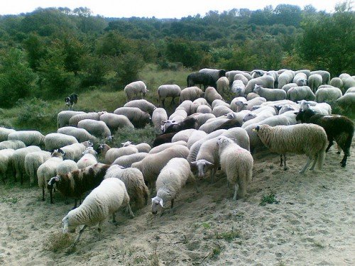 Розведення баранів і овець на мясо: як зробити бізнес і містити