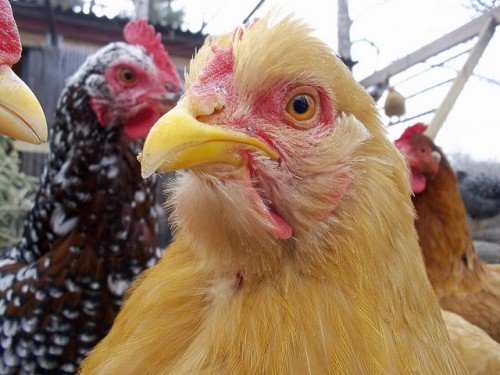 Кури, курчата падають на ноги: причини, що робити, лікування
