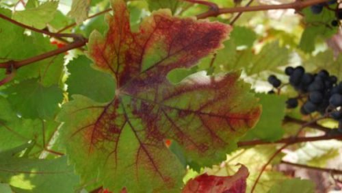 Чому червоніє листя у винограду: причини, лікування